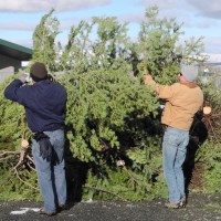 Christmas,tree,recycling,Reno,Sparks,Lake,Tahoe,Nevada,NV