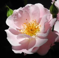 gardening,classes,free,Bartley,Ranch,Reno,Nevada,NV