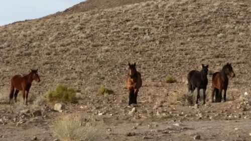 Wild horses in the Virginia Range | NewToReno Blog