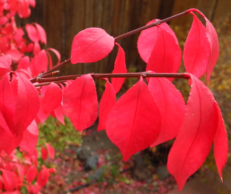 Burning bush, fall color, autumn, Reno, Nevada, NV