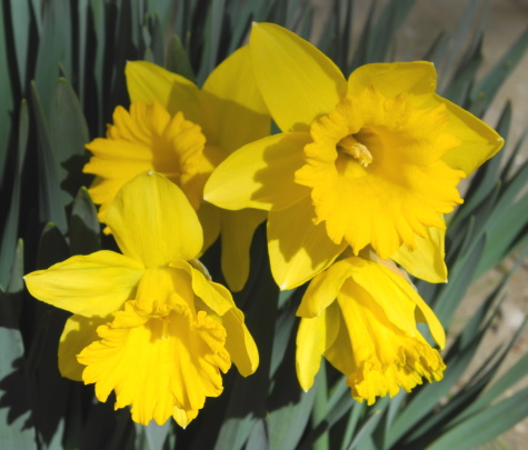 Daffodils, flowers, spring, seasons, Nevada, NV