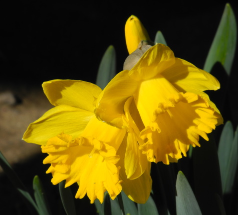 daffodils, spring, flowers, Reno, Nevada, NV