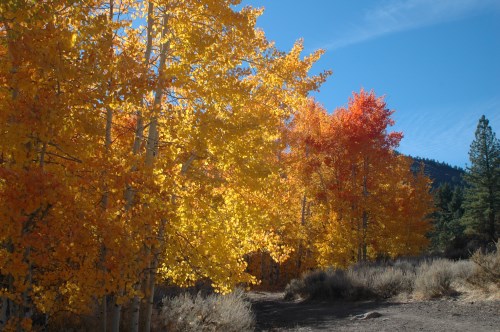Fall color at Thomas Creek in Washoe County, Nevada, NV
