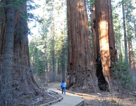 Giant,sequoias,calaveras big trees state park,ca,california