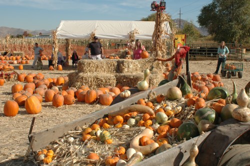 Halloween pumpkin patches, corn mazes, Reno, Sparks, Nevada, NV