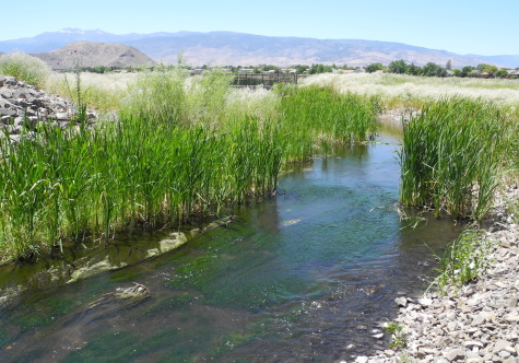 Rosewood Nature Study Area | NewToReno Blog