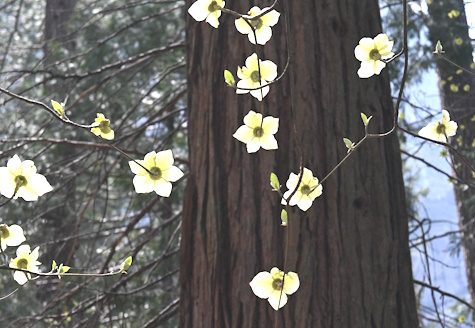 dogwood,flowers,blooming,Yosemite,Valley,National,Park,California,CA