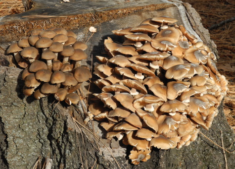 mushrooms,Yosemite National Park, California, CA