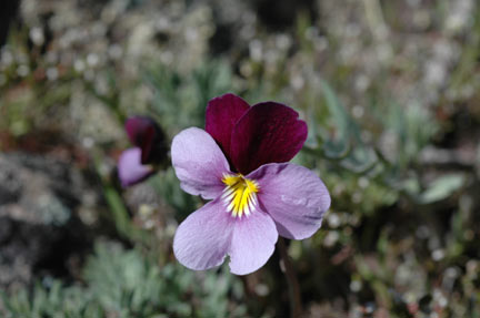 Beckwith's violet